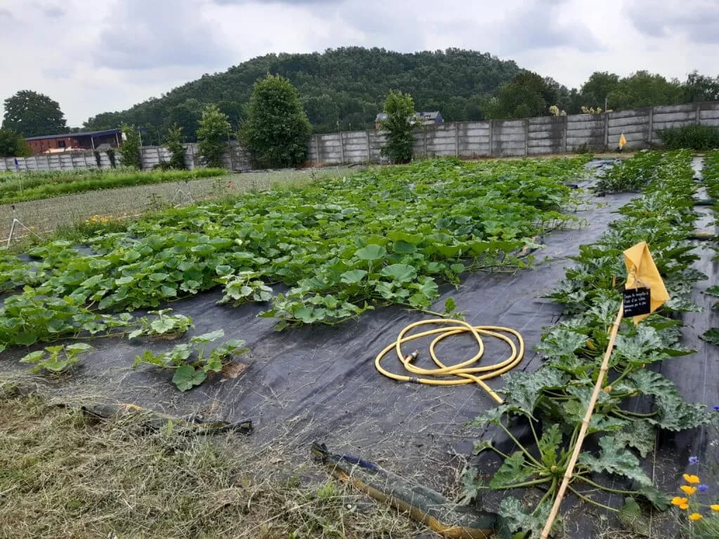 Balade les « Pousses Poussent » 6