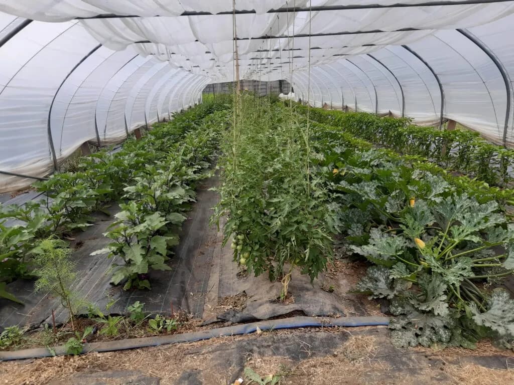 Balade les « Pousses Poussent » 8